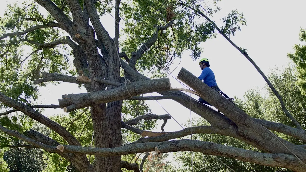 Professional Crown Thinning performed by certified arborists in Index